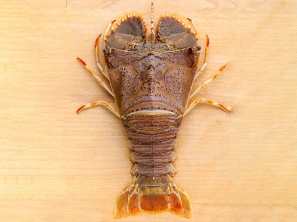 Sand Lobster / Slipper Lobster Frozen